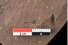 Foto (Detailansicht) von Xylomites lignitum Ettingshausen (NHMW-GEO-2024-0188-0052b)